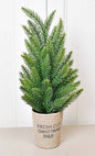 14in Fresh Cut Spruce Pine Tree