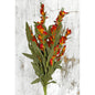 Nature's Plume Small Bouquet