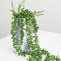 25" Cascading String of Pearls Sedum Succulent  Faux Plant