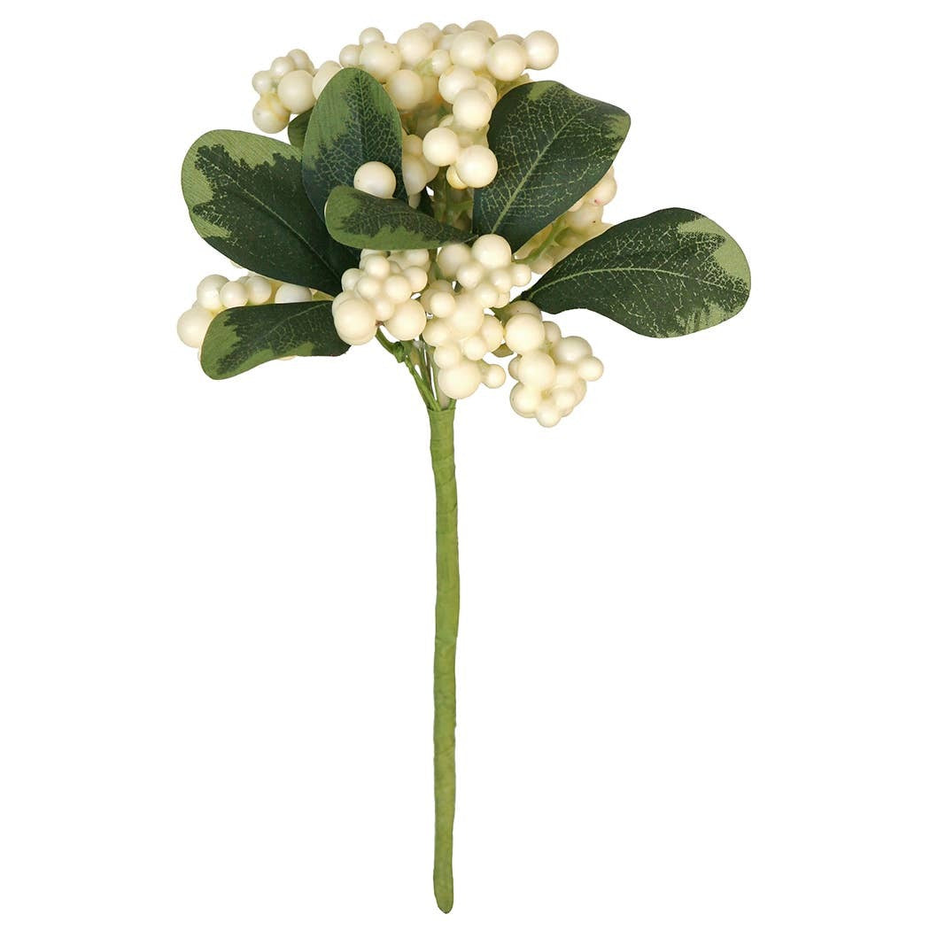 Dogwood Berry Pic
