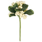 Dogwood Berry Pic